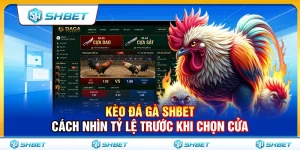 Kèo Đá Gà SHBET – Cách Nhìn Tỷ Lệ Trước Khi Chọn Cửa