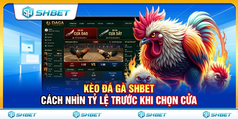 Kèo Đá Gà SHBET – Cách Nhìn Tỷ Lệ Trước Khi Chọn Cửa