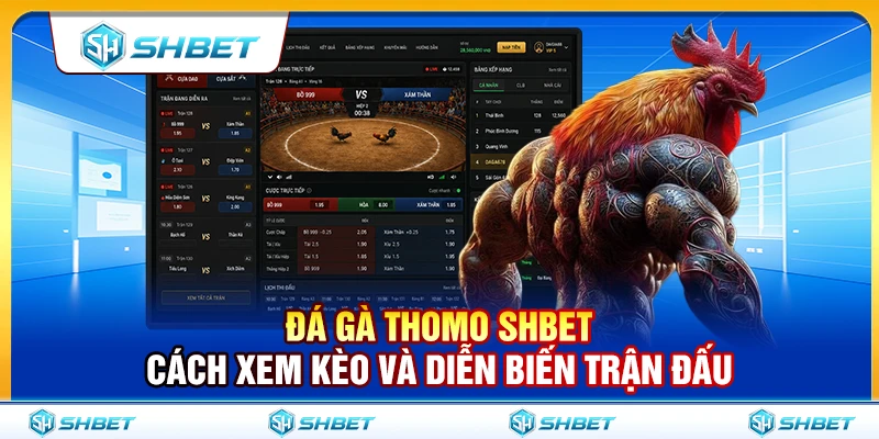 Đá Gà Thomo SHBET – Cách Xem Kèo Và Diễn Biến Trận Đấu Chuẩn Xác Nhất 1 Đá Gà Thomo SHBET – Cách Xem Kèo Và Diễn Biến Trận Đấu Chuẩn Xác Nhất