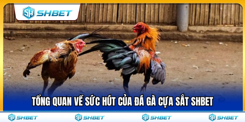 Đá Gà Cựa Sắt SHBET – Những Điểm Nên Quan Sát Trước Trận 2 Giải mã sức hấp dẫn vượt trội từ đá gà cựa sắt SHBET