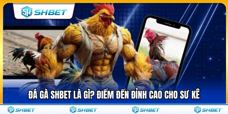 Đá gà SHBET là gì? Sân chơi hàng đầu dành cho sư kê 