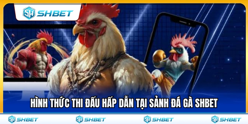 Các hình thức chọi gà cực hot tại sảnh đá gà SHBET 
