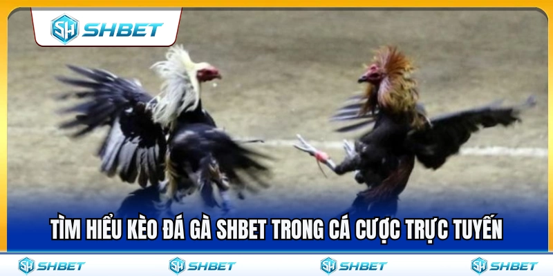 Tìm hiểu về kèo đá gà SHBET trực tuyến 