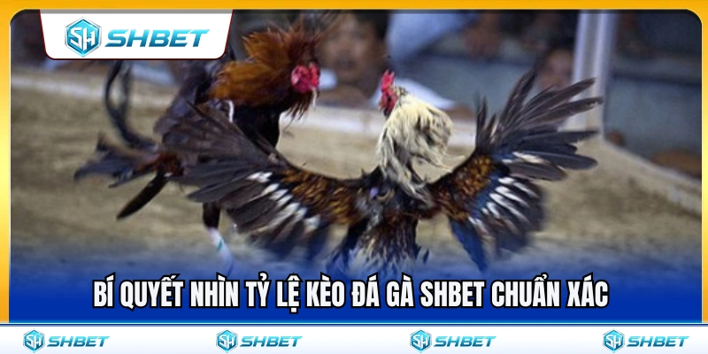 Mẹo soi tỷ lệ kèo đá gà SHBET chuẩn xác nhất 