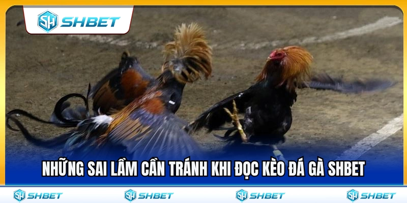 Các sai lầm phổ biến cần tránh khi soi kèo đá gà SHBET 