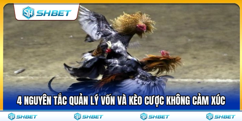 Kinh Nghiệm Đá Gà SHBET Không Chọn Kèo Theo Cảm Xúc 4 4 Nguyên tắc giúp quản lý vốn và chốt kèo không cảm xúc